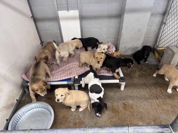 Yellow Labrador Retriever Dogs Available for Adoption - Liter Of 12 Puppies | PetCurious