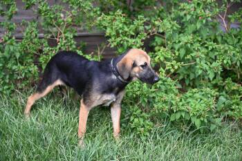 Brielle -  Corgi and Shepherd Dog for Adoption in Falmouth, Maine - Brielle | PetCurious