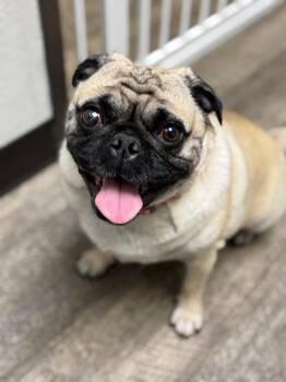 Pug Dogs Available for Adoption - Harley Girl | PetCurious