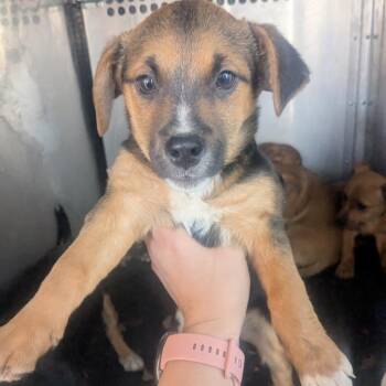 Terrier Dogs Available for Adoption - San Juan | PetCurious