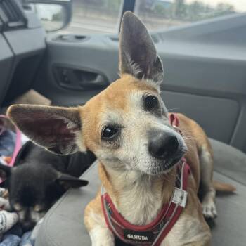 Mr. Handsome Chico -  Chihuahua and Rat Terrier Dog for Adoption in Ridgefield, Washington - Mr. Handsome Chico | PetCurious