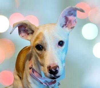 Rescue Mixed Breed Dogs for Adoption in Schaumburg, Illinois - Clarabel | PetCurious