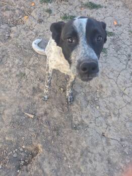 Australian Cattle Dog Blue Heeler Dogs Available for Adoption in Pocatello, Idaho - Oreo | PetCurious