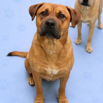 Mixed Breed Dogs Available for Adoption in Memphis, Tennessee - Dude | PetCurious