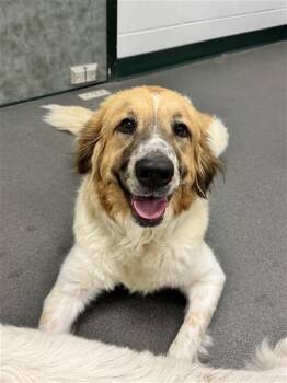 Australian Shepherd and Mixed Breed Dogs Available for Adoption in Corpus Christi, Texas - SUMMER | PetCurious