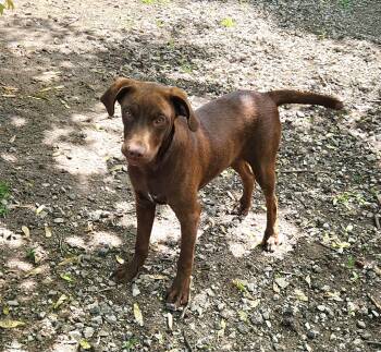 Labrador Retriever and Doberman Pinscher Dogs Available for Adoption in Liberty Center, Ohio - Felix | PetCurious
