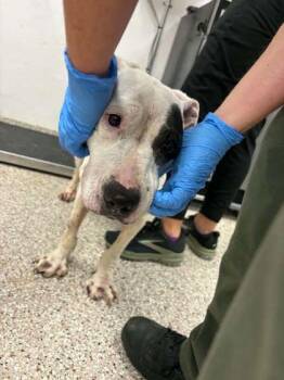 Piper -  Pit Bull Terrier and Mixed Breed Dog for Adoption in Gastonia, North Carolina - Piper | PetCurious