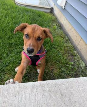 Buttons -  Labrador Retriever and Beagle Dog for Adoption in Batesville, Arkansas - Buttons | PetCurious