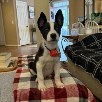 Border Collie and Mixed Breed Dogs Available for Adoption in Binghamton, New York - Ms. Peabody | PetCurious