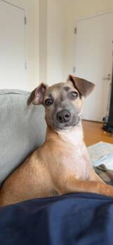 Keysi -  Dachshund and Mixed Breed Dog for Adoption in Valley Stream, New York - Keysi | PetCurious