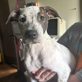Australian Cattle Dog Blue Heeler and Mixed Breed Dogs Available for Adoption in Cleveland, Mississippi - Porche | PetCurious