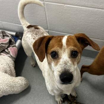 Moon Song -  Feist Dog for Adoption in Spruce Pine, North Carolina - Moon Song | PetCurious