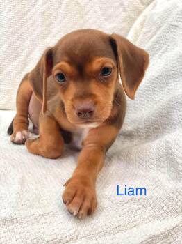 LIAM -  Chiweenie and Dachshund Dog for Adoption in Madisonville, Louisiana - LIAM | PetCurious