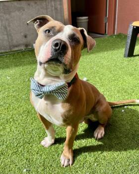 OSCAR -  Pit Bull Terrier Dog for Adoption in San Francisco, California - OSCAR | PetCurious