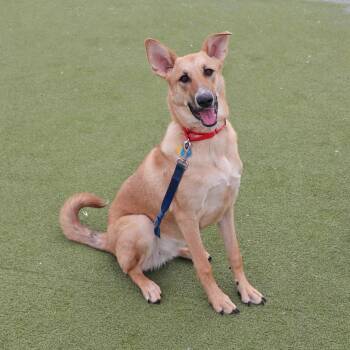 Mixed Breed Dogs Available for Adoption - Nova | PetCurious