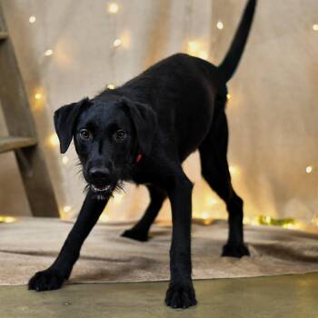 Stanley -  Black Labrador Retriever Dog for Adoption in Defuniak Springs, Florida - Stanley | PetCurious