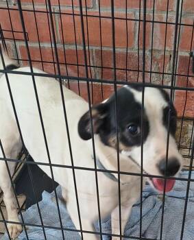 Dolly -  Pit Bull Terrier and Labrador Retriever Dog for Adoption in Brownwood, Texas - Dolly | PetCurious
