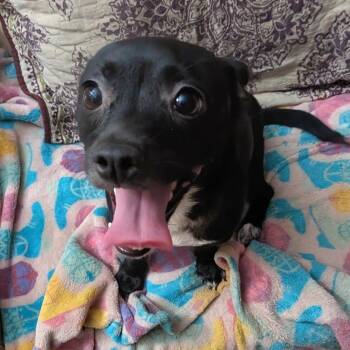 Mimi -  Chihuahua and Mixed Breed Dog for Adoption in Corpus Christi, Texas - Mimi | PetCurious