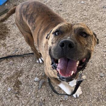 Ace -  Mixed Breed Dog for Adoption in Las Cruces, New Mexico - Ace | PetCurious