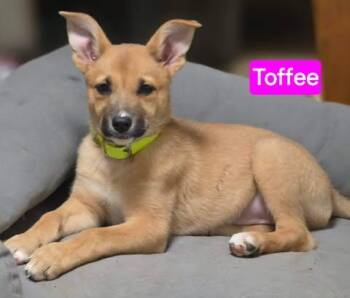 German Shepherd Dog Dogs Available for Adoption - Toffee (PUPPY) | PetCurious