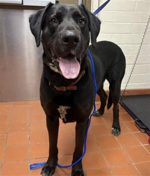 Labrador Retriever and Great Dane Dogs Available for Adoption in Camarillo, California - CASH | PetCurious