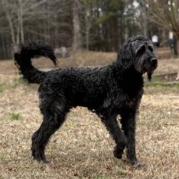 Poodle Dogs Available for Adoption - SILVER | PetCurious