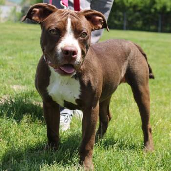 Zeus -  Pit Bull Terrier Dog for Adoption in Champaign, Illinois - Zeus | PetCurious