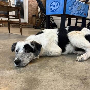 Shiloh -  Great Pyrenees and Border Collie Dog for Adoption in Normal, Illinois - Shiloh | PetCurious