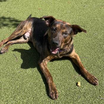 Orbee -  Labrador Retriever Dog Available for Adoption in New Bedford, Massachusetts - Orbee | PetCurious