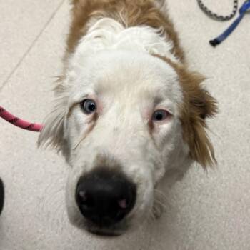 Mixed Breed Dogs Available for Adoption - Smalls | PetCurious