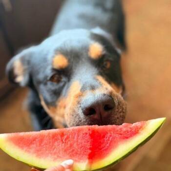 Rottweiler and German Shepherd Dog Dogs Available for Adoption in Glendale, Arizona - Buddy | PetCurious