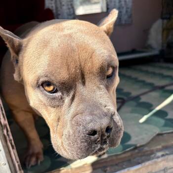 Pit Bull Terrier Dogs Available for Adoption - Lucia | PetCurious