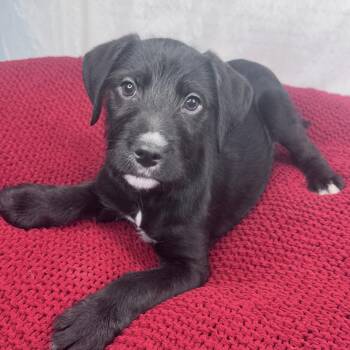 Labradoodle and American Staffordshire Terrier Dogs Available for Adoption - Milo | PetCurious