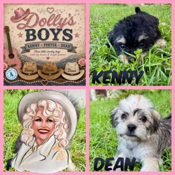 Dollys Boys -  Maltese and Shih Tzu Dog for Adoption in Port St. Lucie, Florida - Dollys Boys | PetCurious