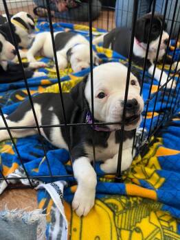 Pit Bull Terrier and Mixed Breed Dogs Available for Adoption in Fayetteville, Arkansas - Prudence | PetCurious