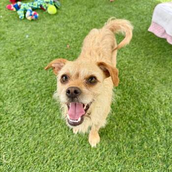 June Bug -  Terrier Dog for Adoption in Agoura Hills, California - June Bug | PetCurious