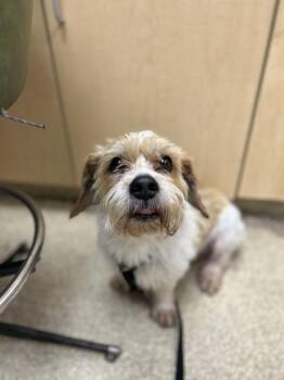 Webster -  Mixed Breed Dog for Adoption in Munster, Indiana - Webster | PetCurious