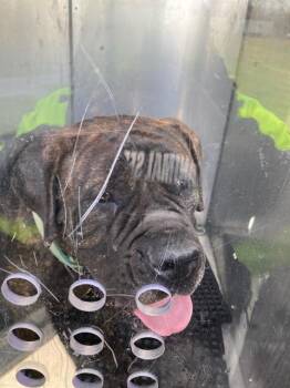 Bullmastiff Dogs Available for Adoption - WITTY | PetCurious