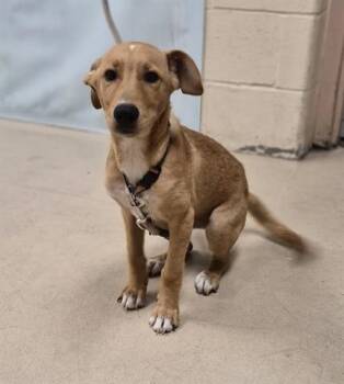REESES PUPPYCUPS -  Carolina Dog and Mixed Breed Dog for Adoption in Dayton, Ohio - REESES PUPPYCUPS | PetCurious