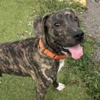 Pablo -  Presa Canario Dog for Adoption in Hilliard, Ohio - Pablo | PetCurious