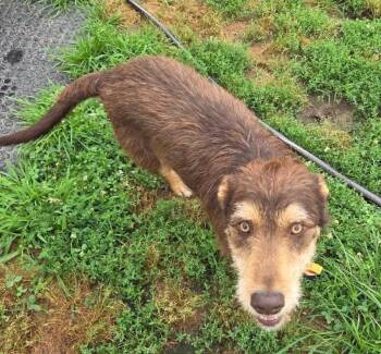 Dobi -  Miniature Poodle and Mixed Breed Dog for Adoption in Severance, Colorado - Dobi | PetCurious