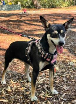 Rat Terrier Dogs Available for Adoption in Eutawville, South Carolina - Hopper | PetCurious