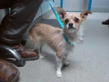Rat Terrier and Mixed Breed Dogs Available for Adoption in Albuquerque, New Mexico - TINA | PetCurious