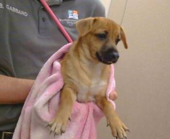 Rescue Chihuahua Dogs for Adoption in Sacramento, California - OREGANO | PetCurious