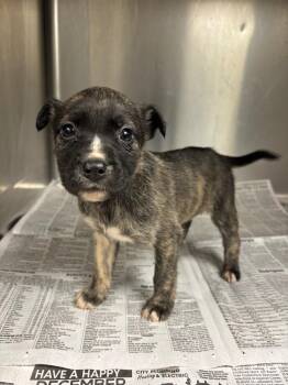 Catahoula Leopard Dog and Boxer Dogs Available for Adoption - Sia | PetCurious