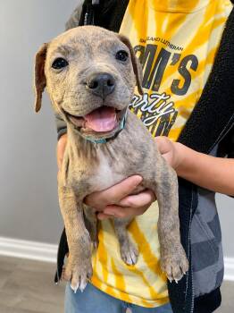 Mixed Breed Dogs Available for Adoption in Kenosha, Wisconsin - Hannah | PetCurious