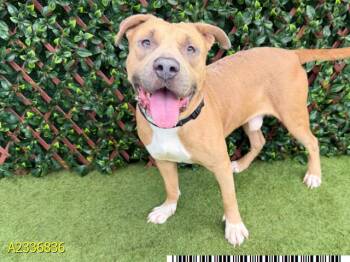 ROCO -  Mixed Breed Dog for Adoption in West Palm Beach, Florida - ROCO | PetCurious