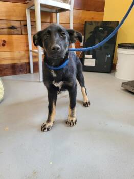 Vega -  Mixed Breed Dog for Adoption in Lawrenceburg, Tennessee - Vega | PetCurious