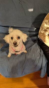 Maltese Dogs Available for Adoption - Chico  | PetCurious