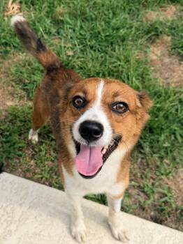 Australian Shepherd Dogs Available for Adoption in Baker, Louisiana - Victor | PetCurious